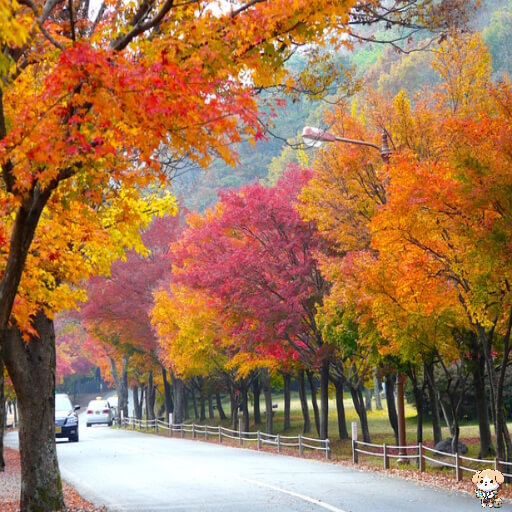 전라도 정읍 가볼만한곳ㅣ내장산 국립 공원, 가을의 정취를 느낄 수 있는 최고의 여행지!
