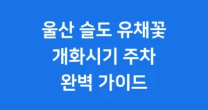 울산 슬도 유채꽃 2026 개화시기 주차 명소 울산 슬도 유채꽃